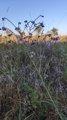Mirabilis