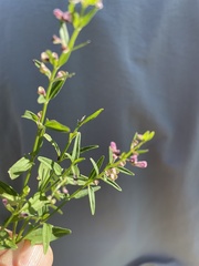 Scutellaria racemosa