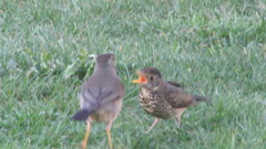 Turdus falcklandii