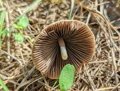 Conocybe apala