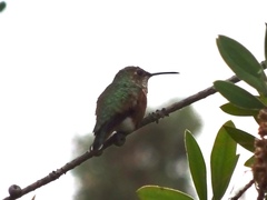 Selasphorus sasin