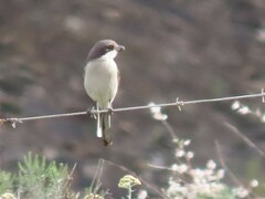 Lanius collaris collaris