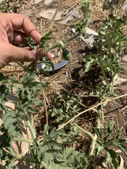 Citrullus colocynthis