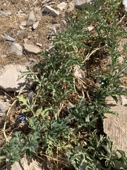 Citrullus colocynthis