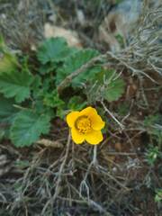 Geum sylvaticum