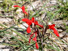 Gladiolus cunonius
