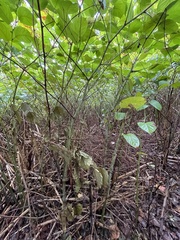 Phyllostachys