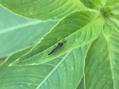 Chironomidae