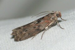 Sciota virgatella