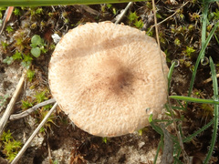 Lepiota oreadiformis