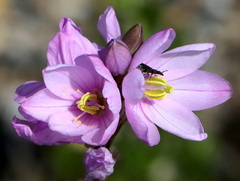 Ixia flexuosa