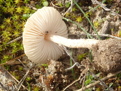 Lepiota oreadiformis