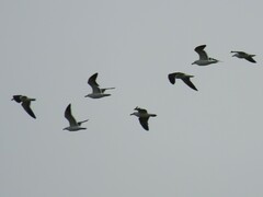 Larus dominicanus vetula