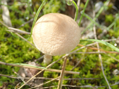 Lepiota oreadiformis