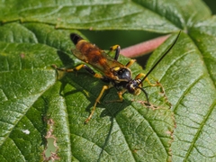 Ichneumon