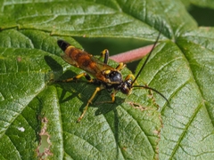 Ichneumon