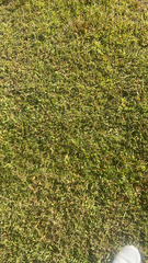 Stenotaphrum secundatum