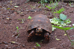 Chelonoidis carbonarius
