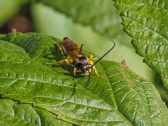 Ichneumon
