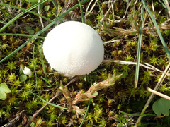 Lepiota erminea