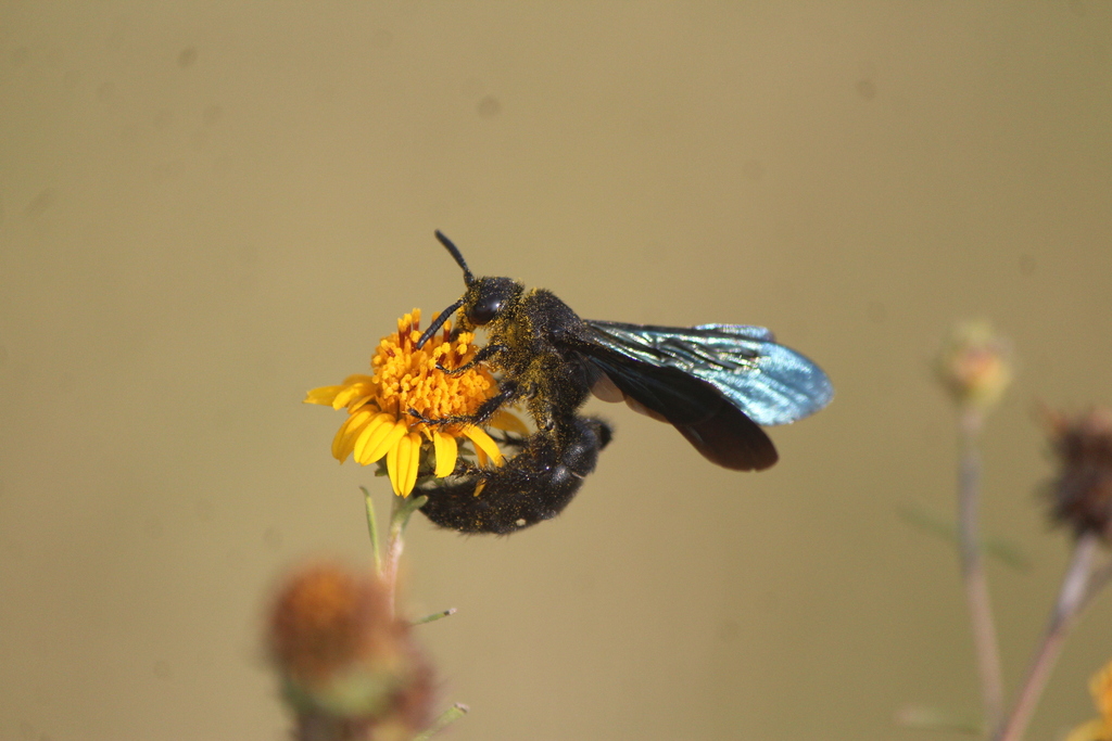 Scolia mexicana