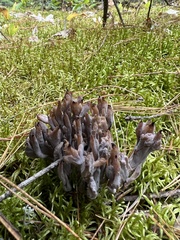 Clavulina cinerea