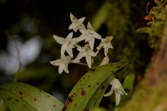Dendrobium moorei