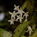 Dendrobium moorei - Photo (c) Nick Lambert, μερικά δικαιώματα διατηρούνται (CC BY-NC-SA), uploaded by Nick Lambert