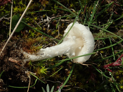 Lepiota erminea