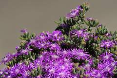 Drosanthemum hispidum