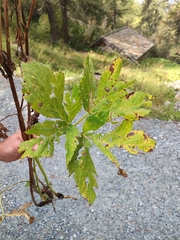 Peucedanum ostruthium