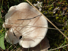 Clitocybe rivulosa