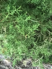 Juniperus virginiana