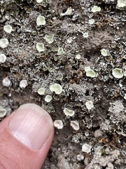 Cladonia chlorophaea