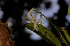 Dendrobium moorei