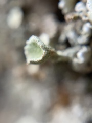 Cladonia chlorophaea