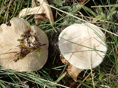 Clitocybe rivulosa