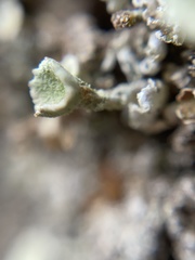Cladonia chlorophaea