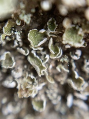 Cladonia chlorophaea