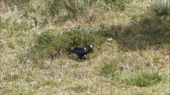 Corvus albicollis