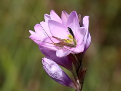 Ixia flexuosa