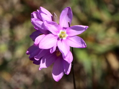 Ixia flexuosa
