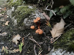 Laccaria laccata