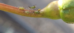 Macrosiphum rosae