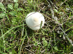Lepiota erminea