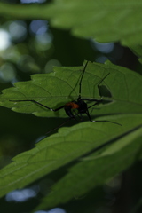 Tipula holoserica