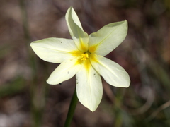 Moraea collina
