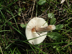 Lepiota erminea
