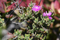 Drosanthemum hispidum