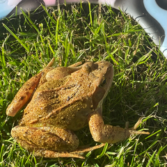 Rana temporaria